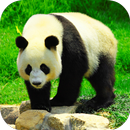 Giant Panda Live Wallpaper APK