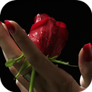 Girl And Rose Live Wallpaper APK