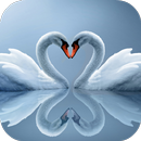 Swans Live Wallpaper APK