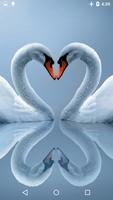 Swans Live Wallpaper পোস্টার