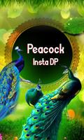 Peacock Insta DP imagem de tela 2