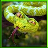 Angry Wild Anaconda Snake Attack : Jungle Survival