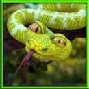 Angry Wild Anaconda Snake Attack : Jungle Survival APK