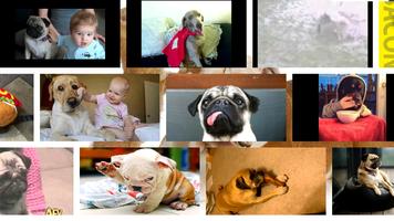 3 Schermata Funny Dogs Video Collection