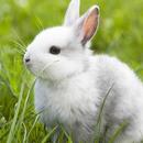 Animal Sounds APK