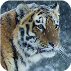 Wild Hunter 2016 ™ : Ice Age icône