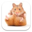 Cute Hamster Live Wallpapers