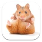 Cute Hamster Live Wallpapers-icoon
