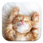 Lazy Kitten Live Wallpapers icône