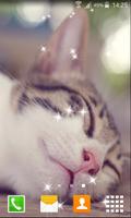 Lazy Kitten Live Wallpapers پوسٹر