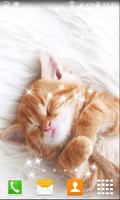 Lazy Kitten Live Wallpapers تصوير الشاشة 1