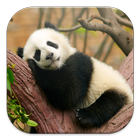 Lazy Panda Live Wallpapers أيقونة