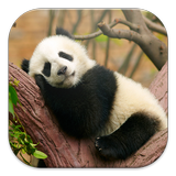 Lazy Panda Live Wallpapers icône
