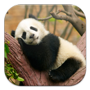 Lazy Panda Live Wallpapers aplikacja