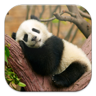 Lazy Panda Live Wallpapers Zeichen