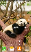 Lazy Panda Live Wallpapers 포스터