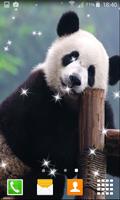 Lazy Panda Live Wallpapers تصوير الشاشة 1