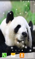 Lazy Panda Live Wallpapers capture d'écran 3
