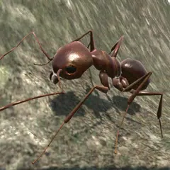 Ant Simulation 3D - Insect Sur XAPK download