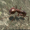 Ants - simulation fourmi