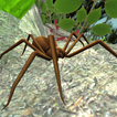 ”Spider Simulator