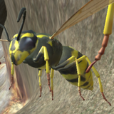 Wasp Nest Simulator icône