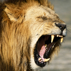 Caçador africano do leão 3D ícone