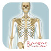 i-Wow Atlas Human Body