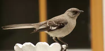 Mockingbird Sounds : Mockingbird Singing