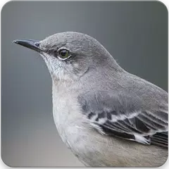 Mockingbird Sounds : Mockingbird Singing