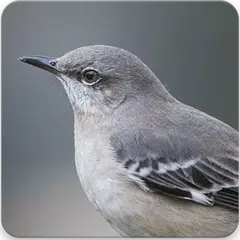 Mockingbird Sounds : Mockingbird Singing APK Herunterladen