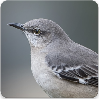Mockingbird biffuzi Mockingbird biffuzi