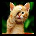 HeyKitty-Cat WallPapers