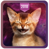 Cute Kittens - 🐈 Wallpapers & GIF 2018 😻 APK