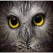 wildlife