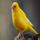 Canary Master Training APK