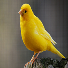 Canary Master Training icône