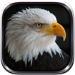 Eagle Bird sim Flight