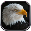 APK Eagle Bird sim Flight