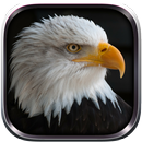 APK پرنده عقاب شبیه ساز پرواز