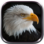 Eagle Bird sim Flight آئیکن