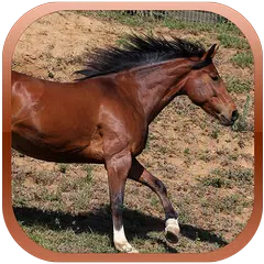 Wild Horse Run Simulator