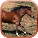 المدى محاكاة الحصان البري APK