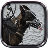 police dog criminal chase