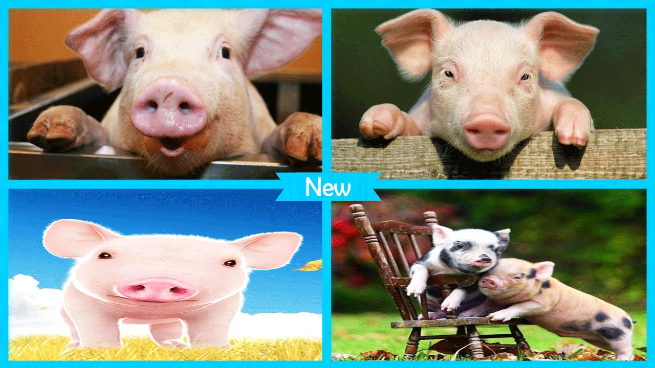 Gambar Babi For Android Apk Download