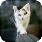 Cat HD Wallpapers icon