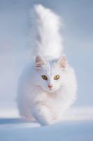 Cat HD Wallpapers poster