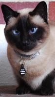 Cat HD Wallpapers screenshot 1