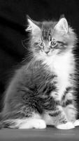 Cat HD Wallpapers screenshot 2