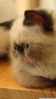 Cat HD Wallpapers screenshot 3